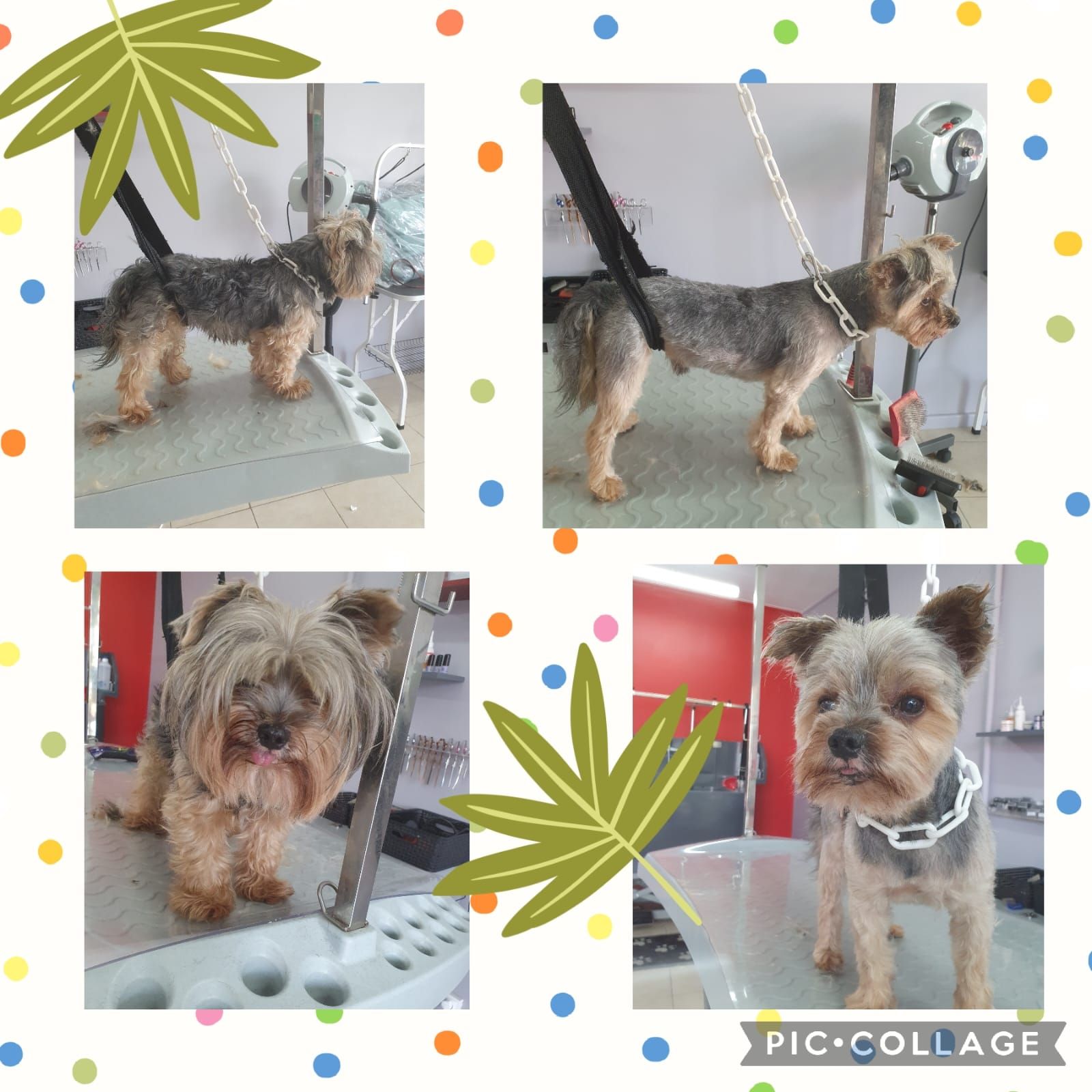Photos collage d'un yorkshire qui se fait toiletter.
