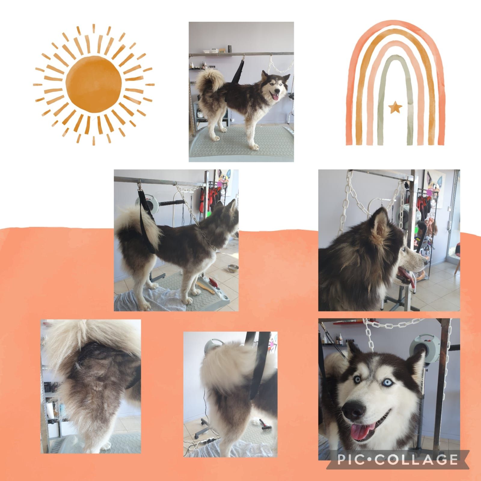 Photos collage d'un husky qui se fait toiletter.