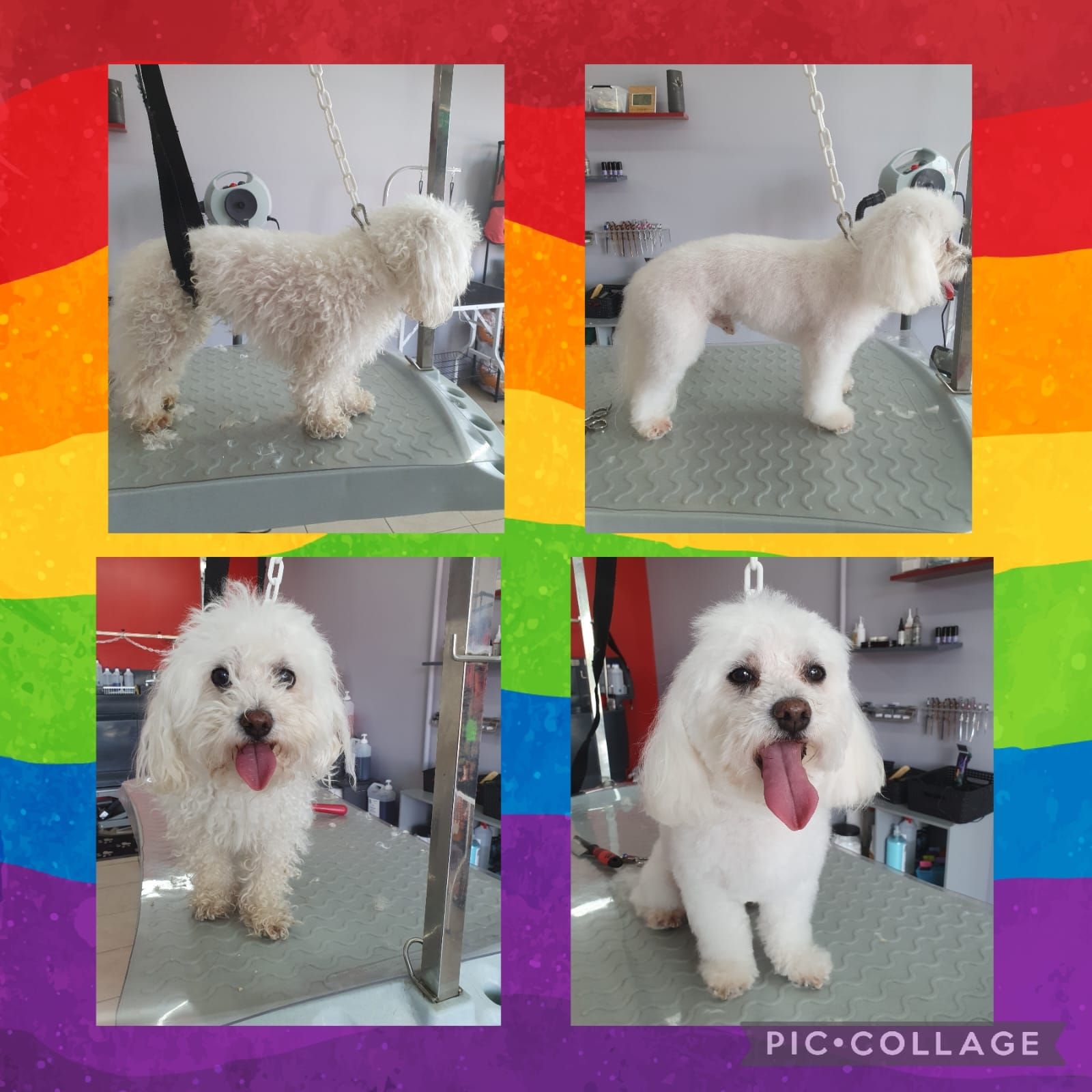 Photos collage d'un chien blanc qui se fait toiletter.