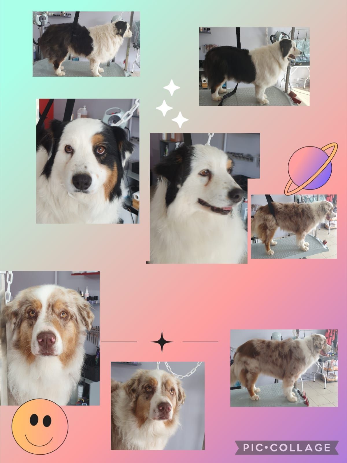 Photos collage d'un chien blanc et marron qui se fait toiletter.