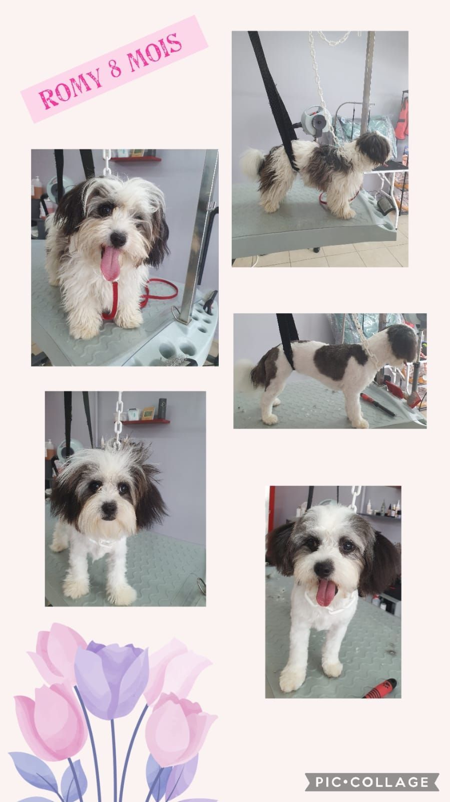 Photos collage d'un chien blanc et marron qui se fait toiletter.