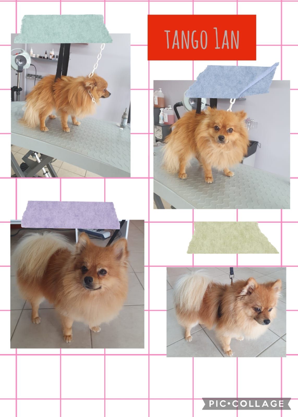 Photos collage d'un chihuahua papillon qui se fait toiletter.