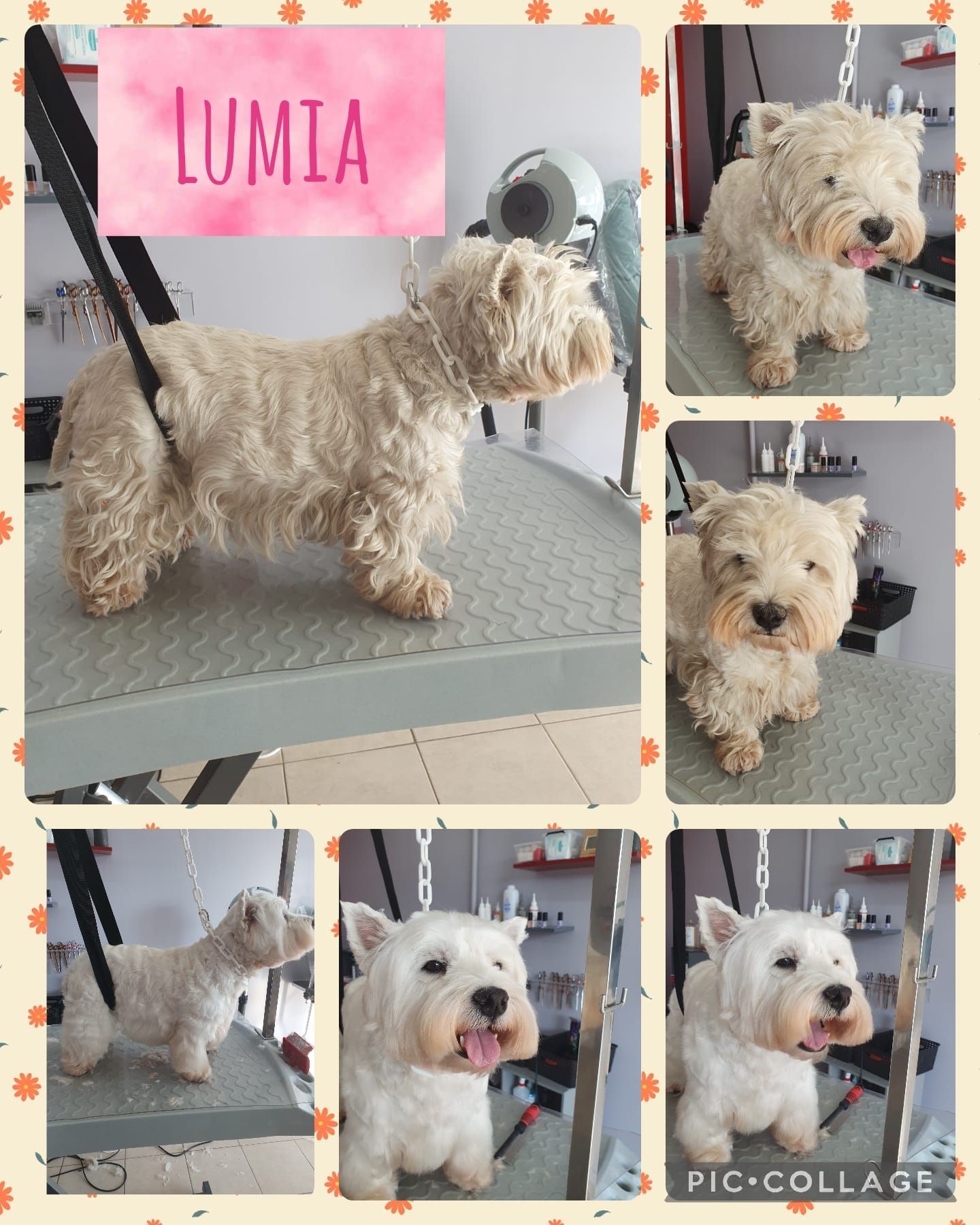 Photos collage d'un chien crème qui se fait toiletter.