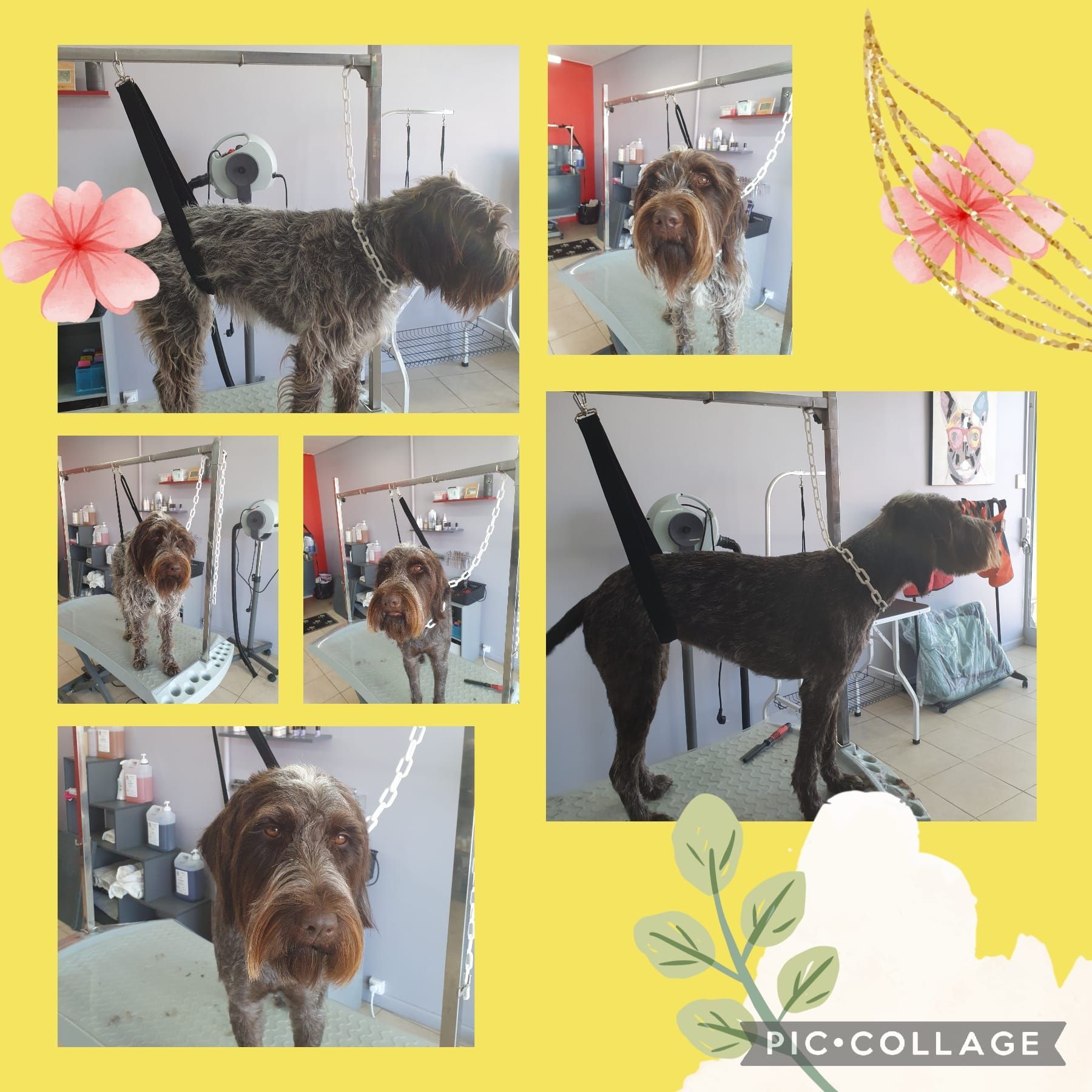 Photos collage d'un chien marron qui se fait toiletter.