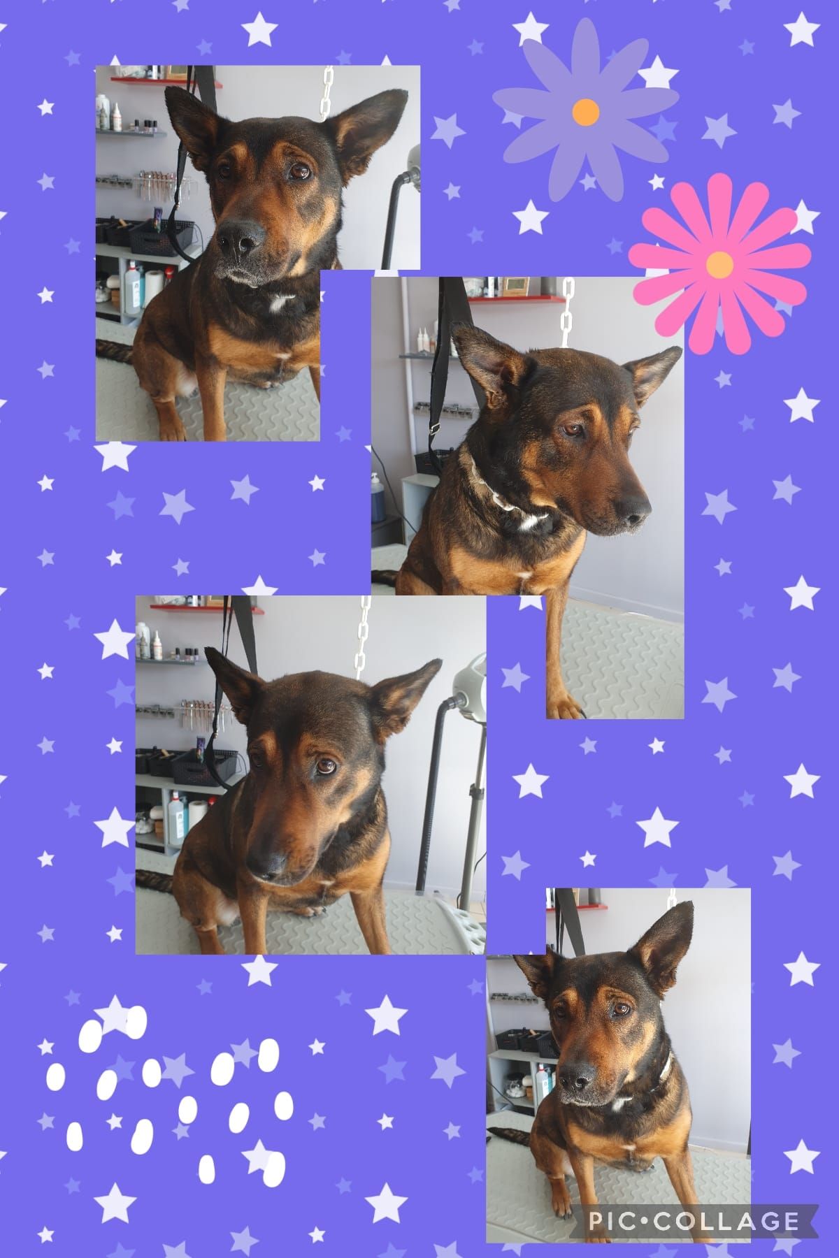 Photos collage d'un chien marron et noir qui se fait toiletter.