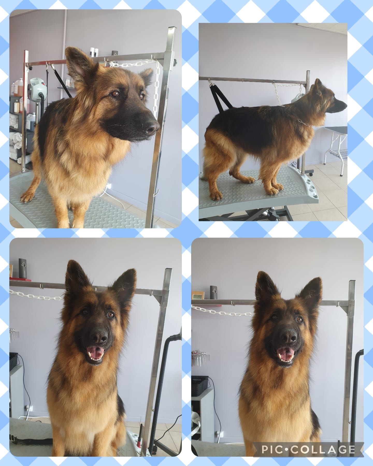 Photos collage d'un chien berger allemand qui se fait toiletter.