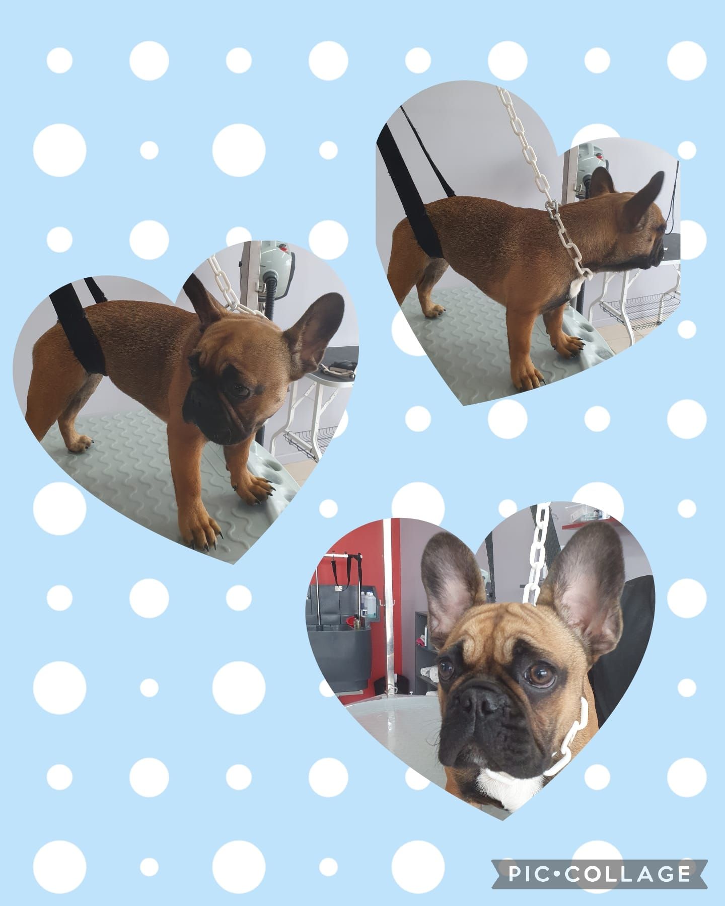 Photos collage d'un boxer qui se fait toiletter.
