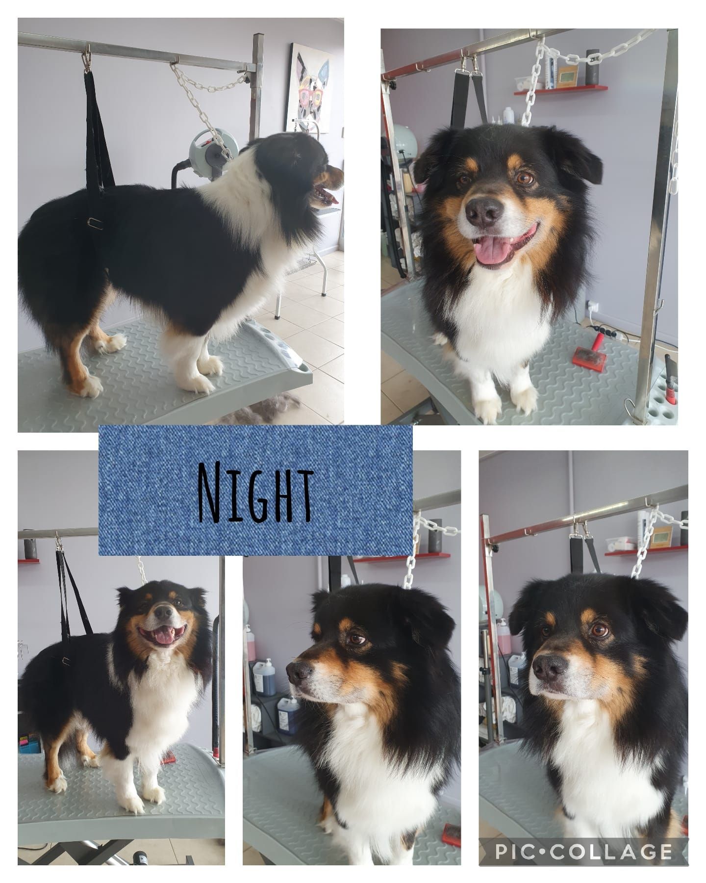 Photos collage d'un chien blanc, marron et noir qui se fait toiletter.
