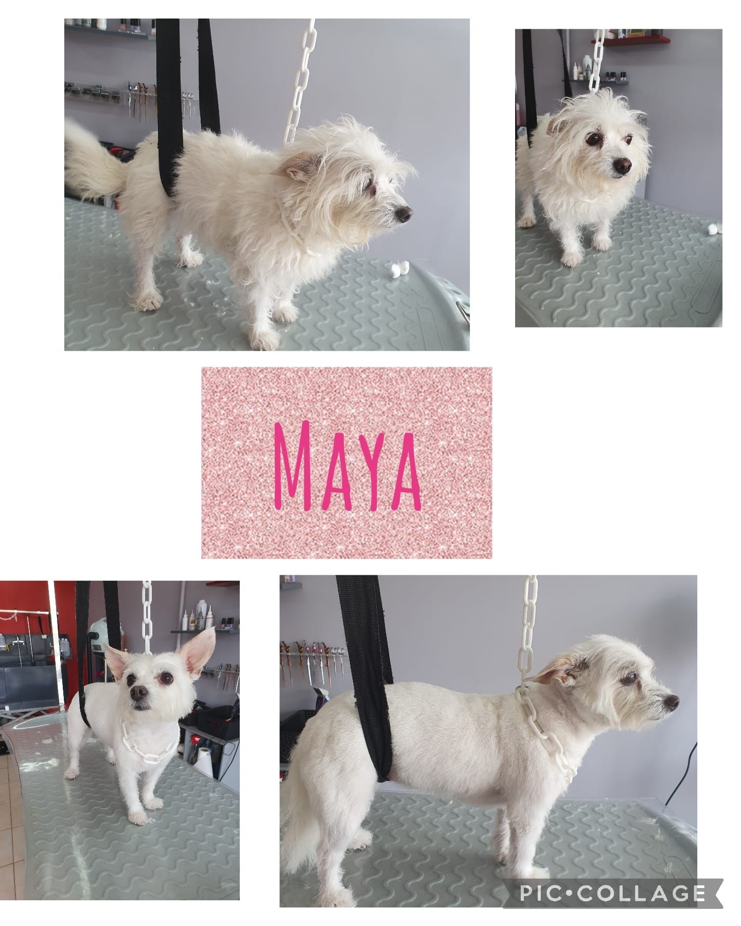 Photos collage d'un chien blanc qui se fait toiletter.
