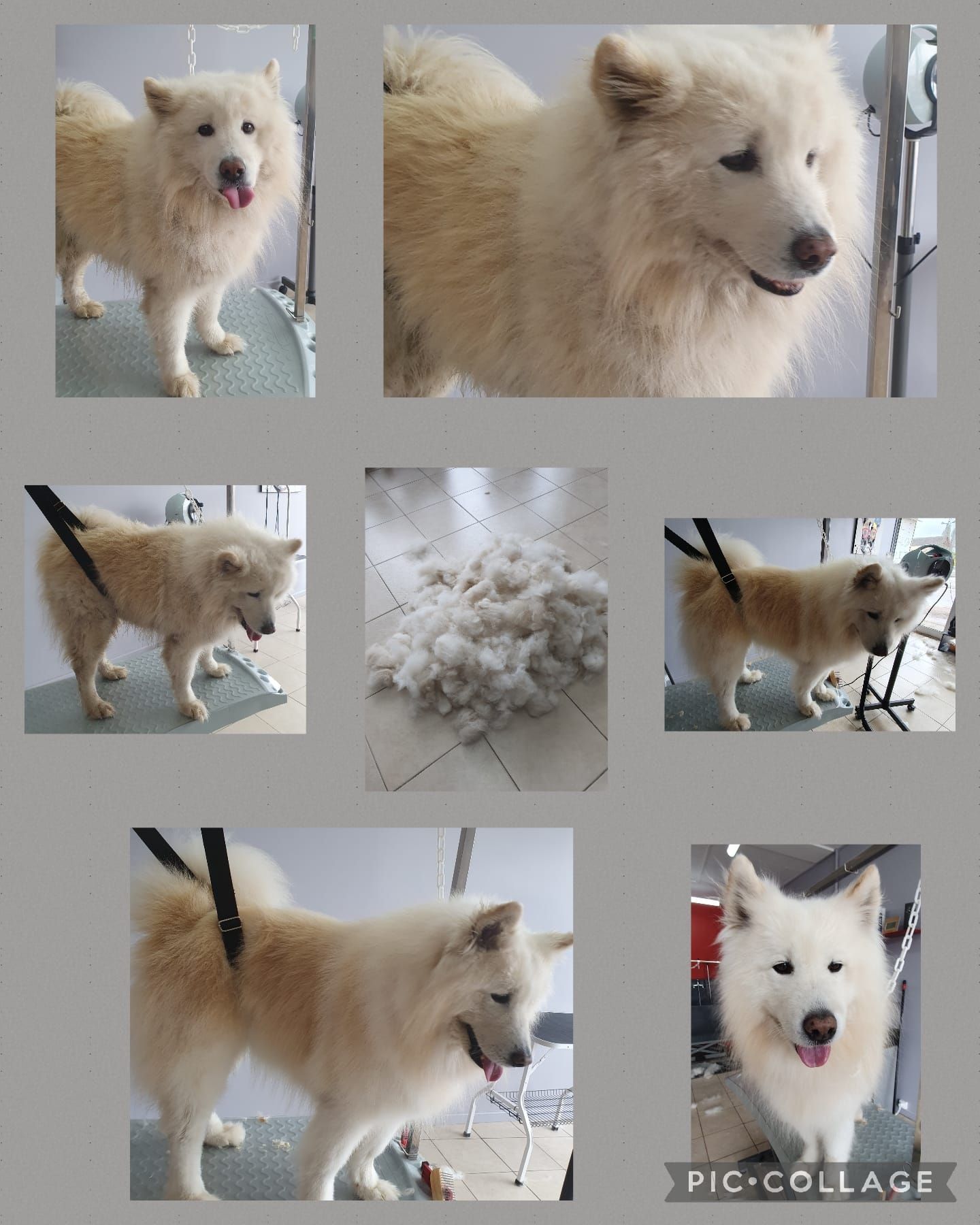 Photos collage d'un chien blanc qui se fait toiletter.