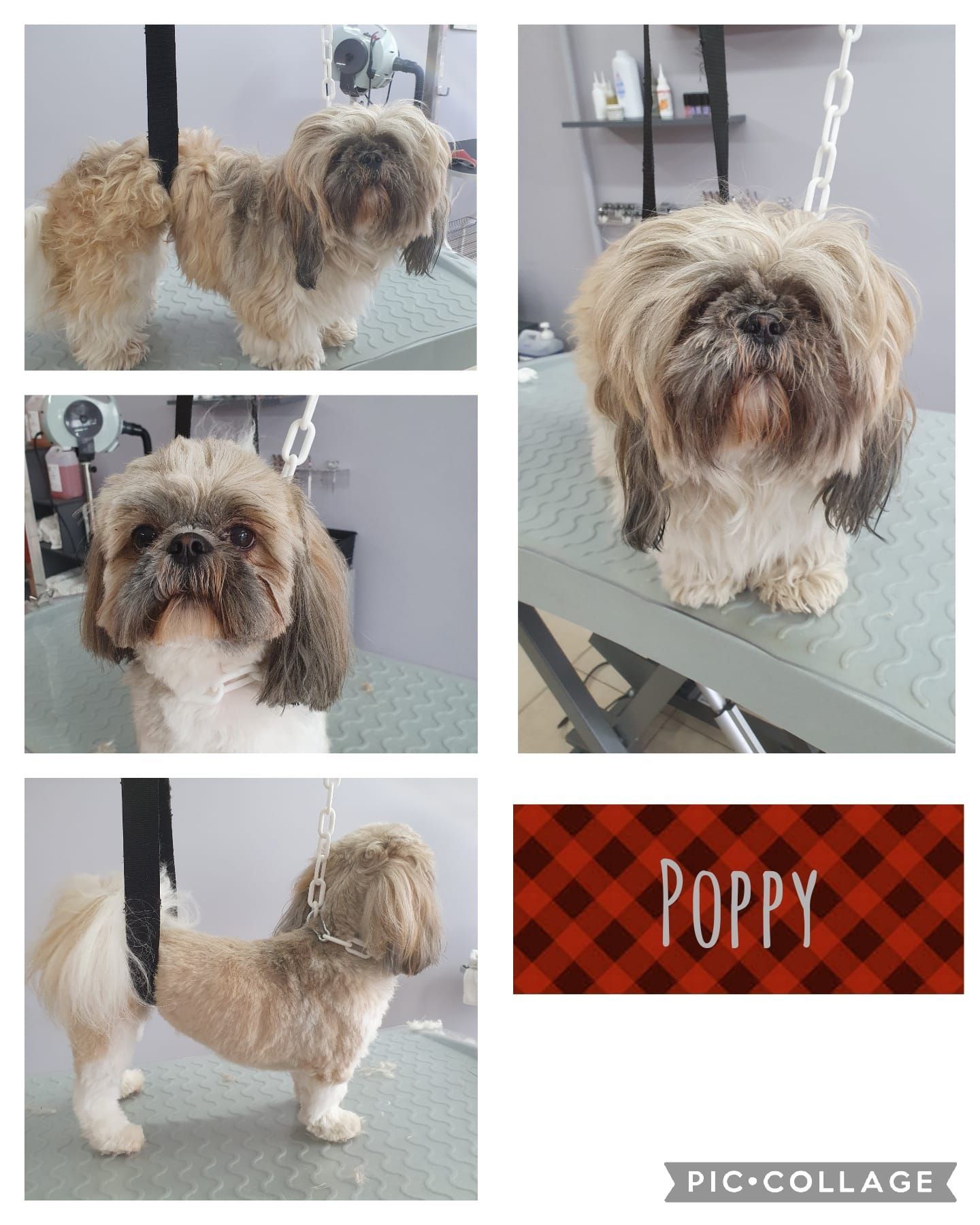 Photos collage d'un chien blanc et marron qui se fait toiletter.