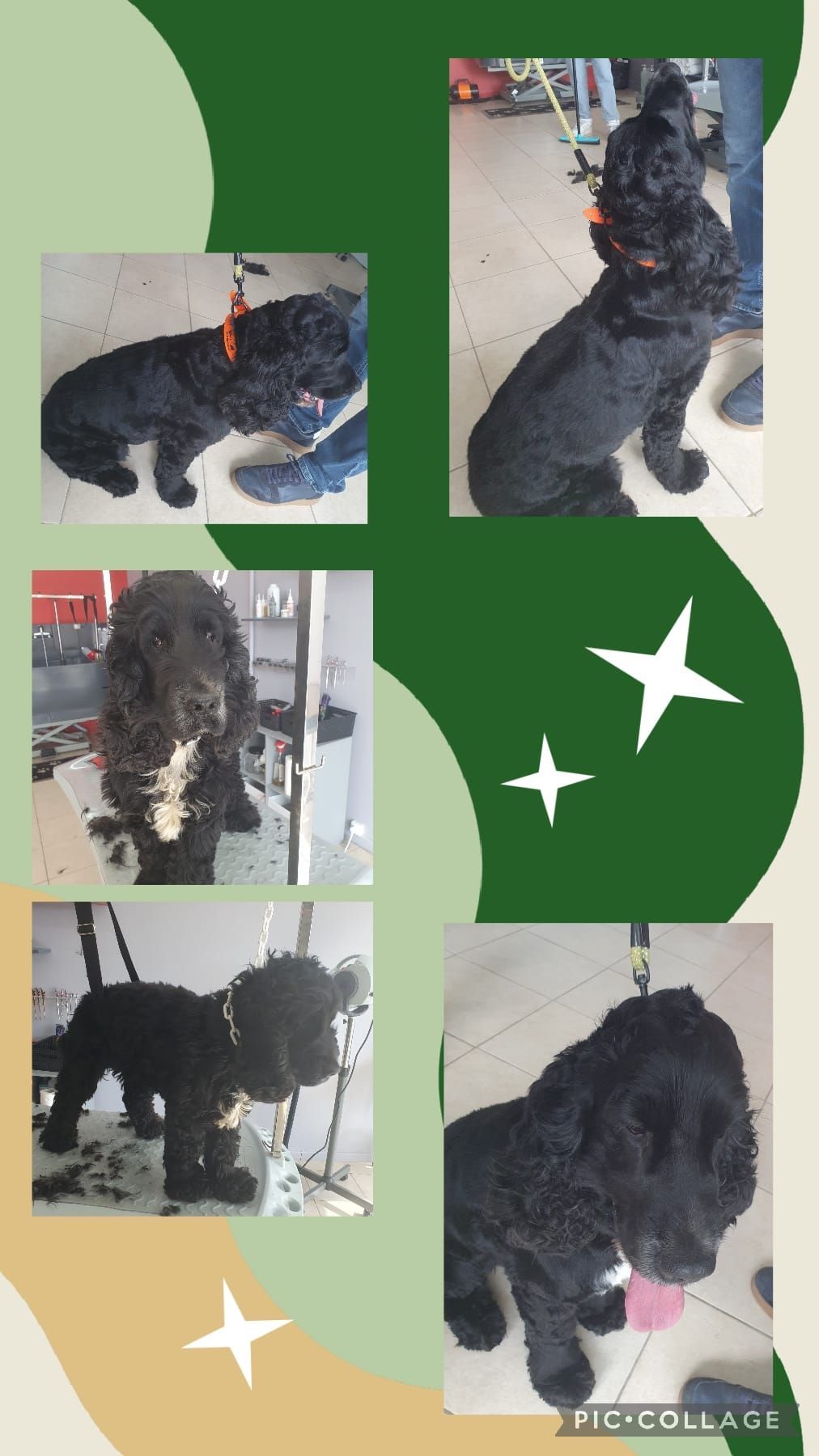 Photos collage d'un chien blanc et noir qui se fait toiletter.