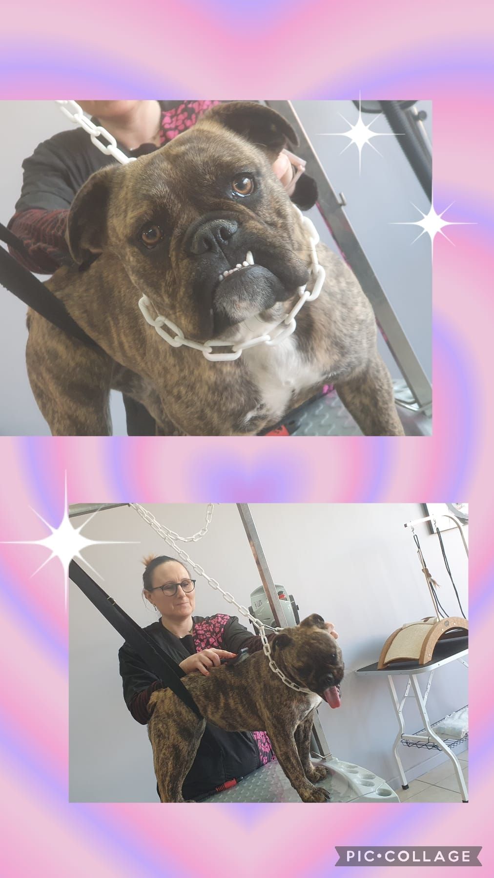 Photos collage d'un chien marron et noir qui se fait toiletter.