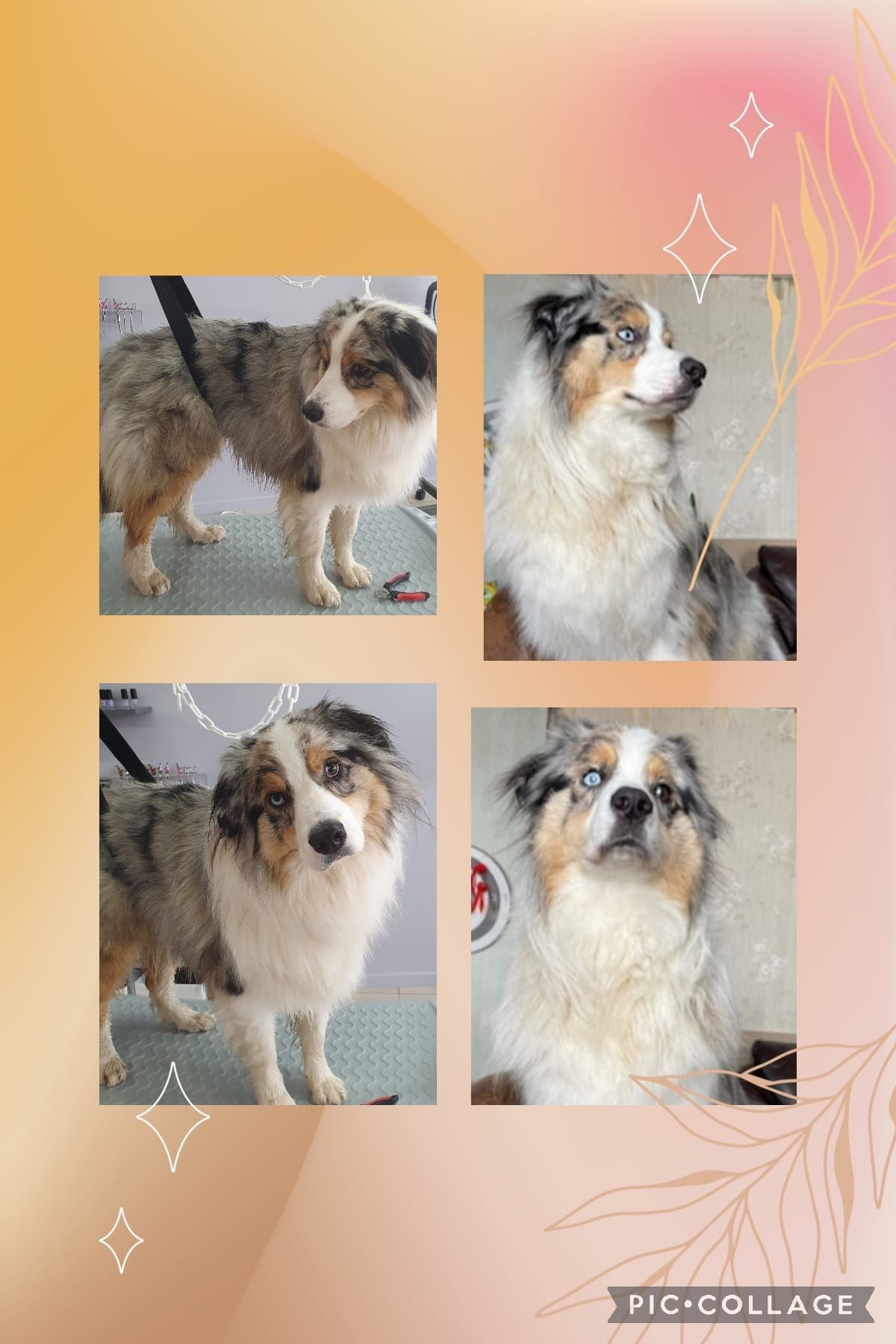 Photos collage d'un chien blanc, marron et gris qui se fait toiletter.