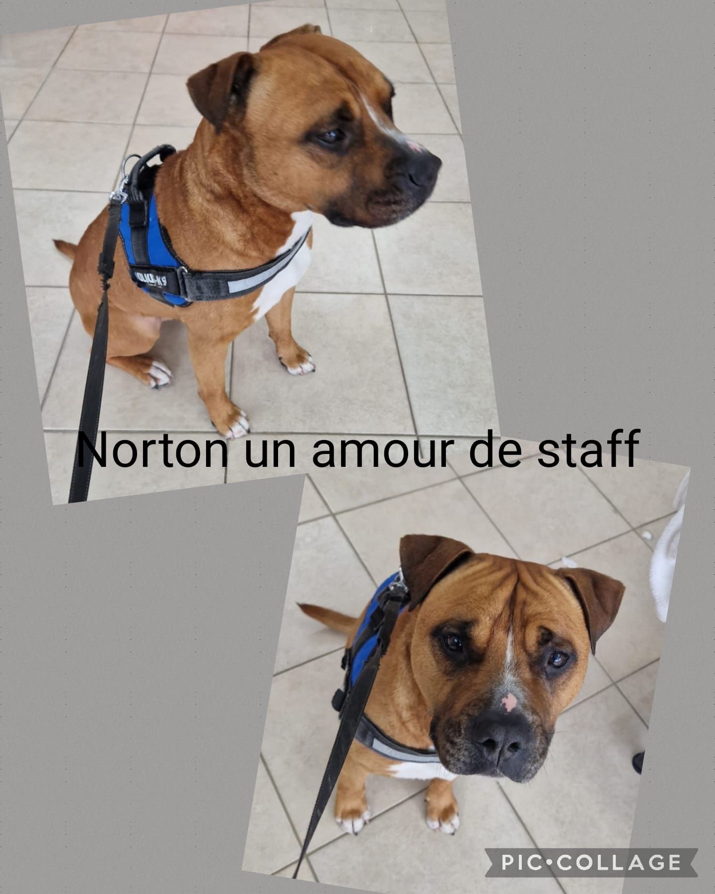 Photos collage d'un staff qui se fait toiletter.