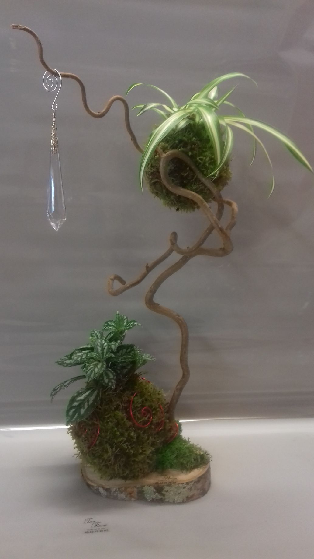 composition kokédama