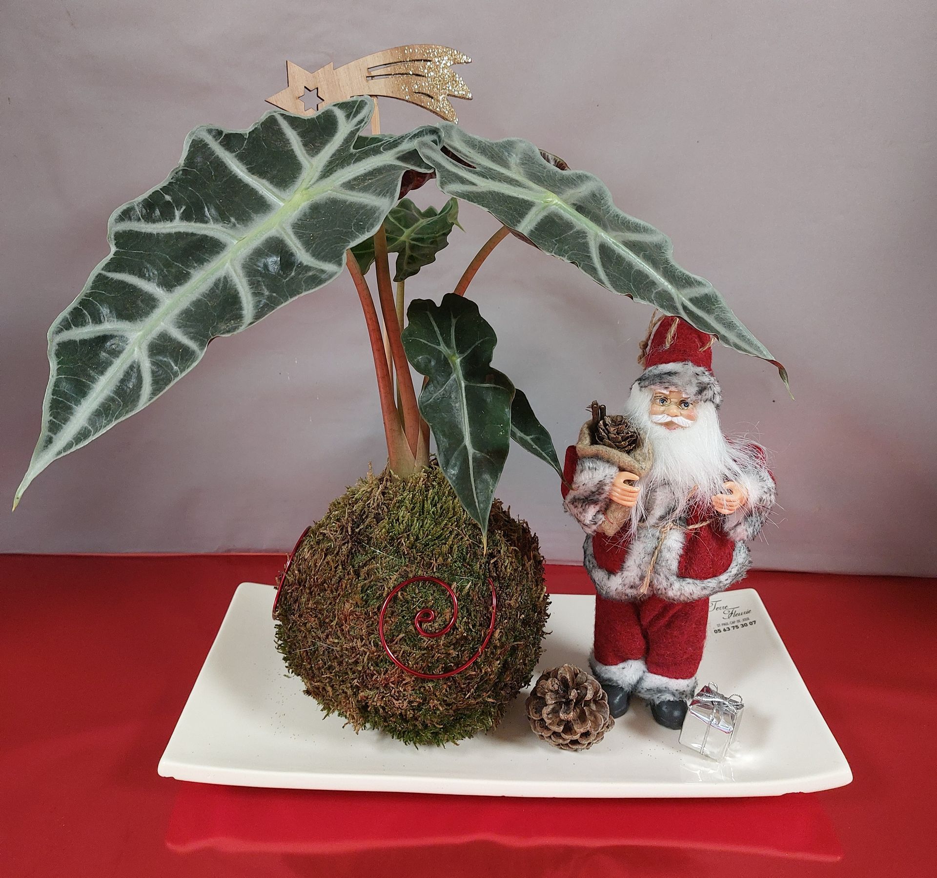 Kokedama d'Alocasia avec une décoration de Père Noël, sur un plateau blanc, fond rouge.