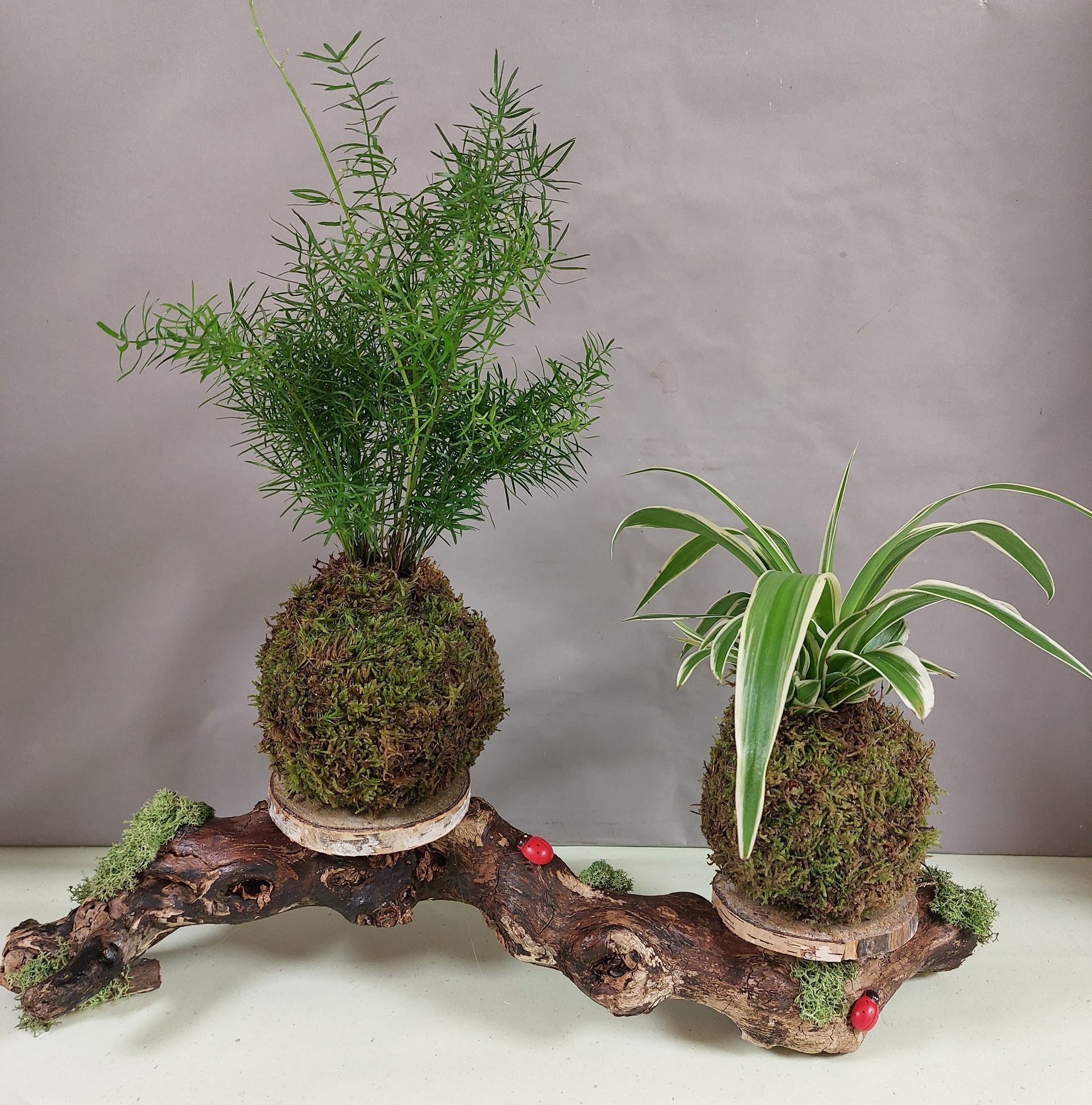 Deux plantes kokedama recouvertes de mousse, posées sur un support en bois flotté. L'une a un feuillage vert plumeux, l'autre des feuilles striées.
