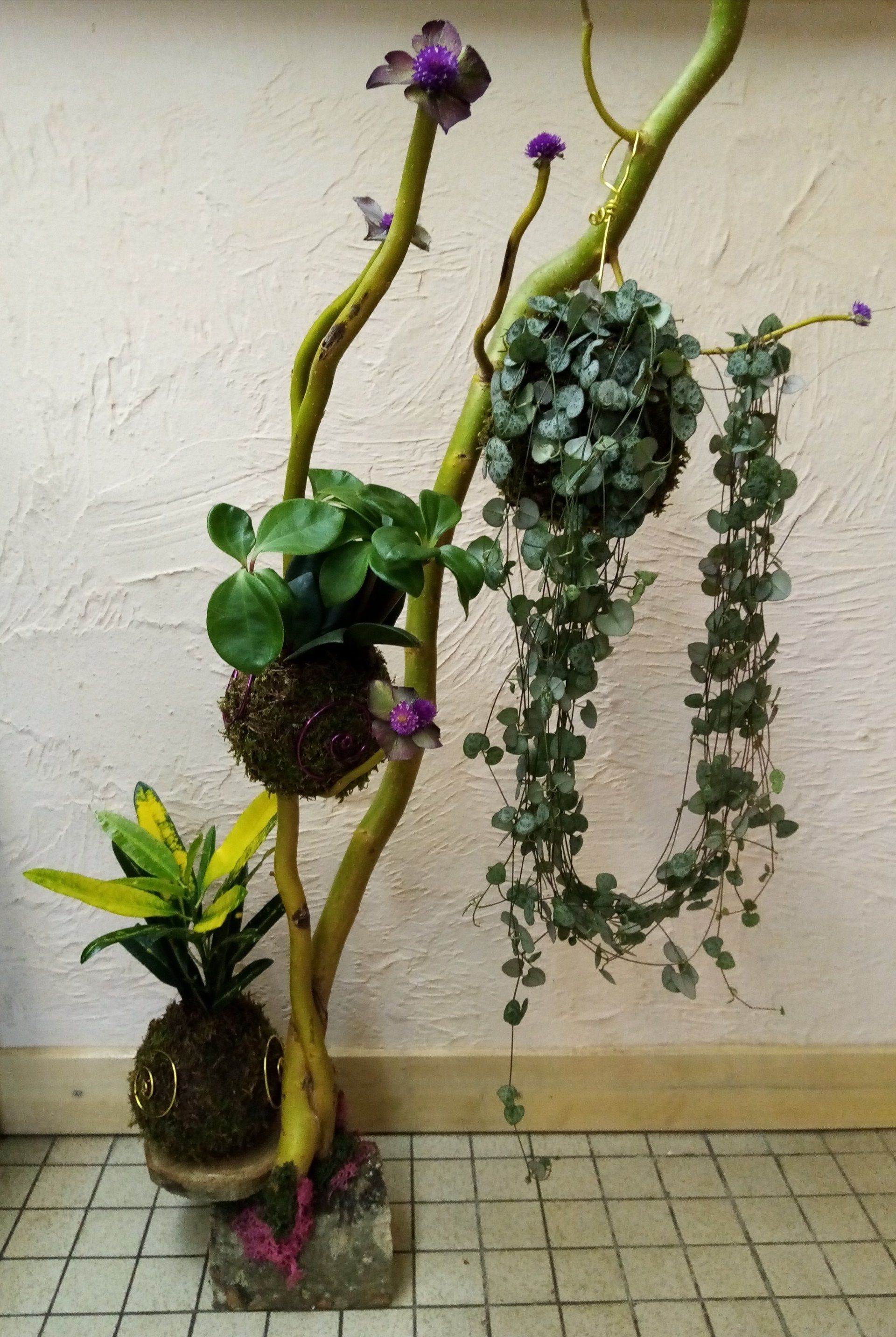 Plantes suspendues dans une branche