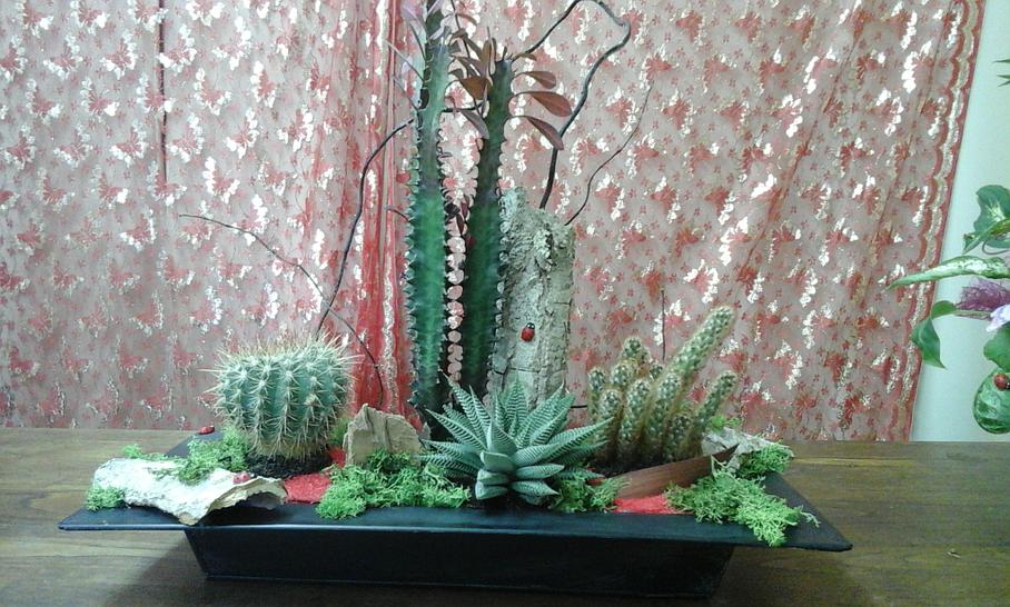 Ensemble de cactus