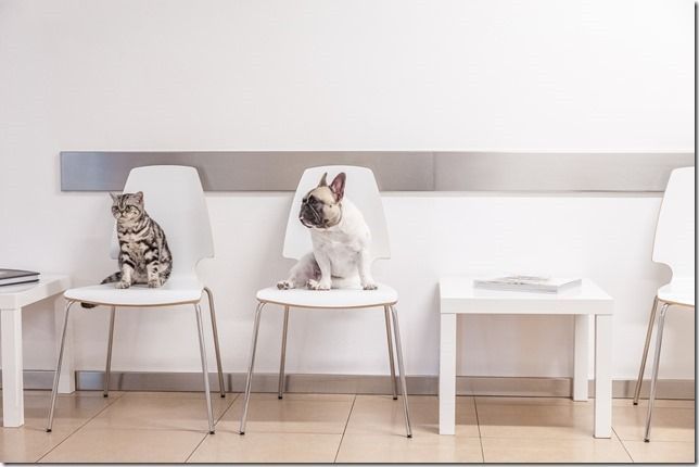 Zwei kleine Hunde sitzen auf weißen Stühlen in einem hellen, minimalistischen Raum