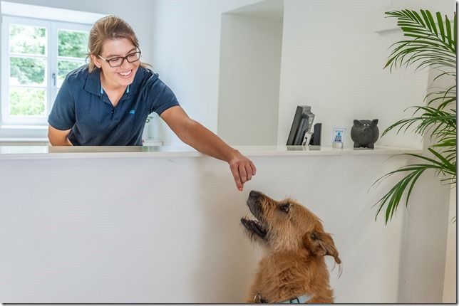 Frau in blauem Hemd streichelt einen Hund vor einer weißen Wand in einem hellen Wohnraum