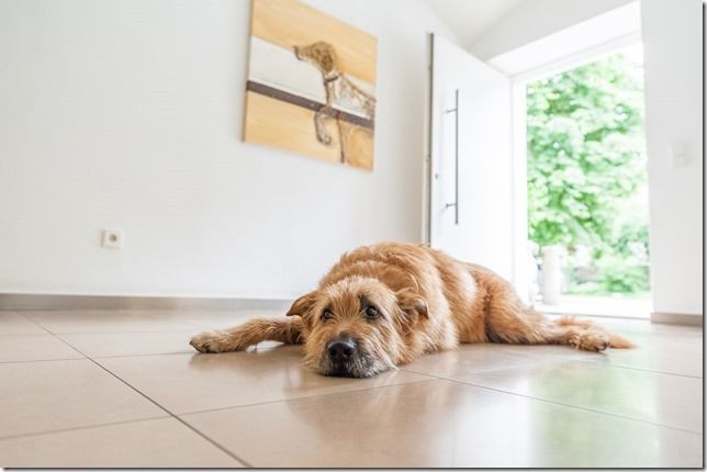 Ein goldbrauner Hund liegt auf einem gefliesten Boden in einem hellen Zimmer mit offener Tür ins Grüne.