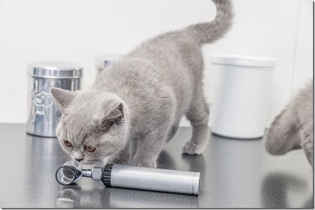 Eine graue Katze beschnuppert einen silbernen Vape-Pen auf einem Metalltisch; im Hintergrund sind Behälter zu sehen.