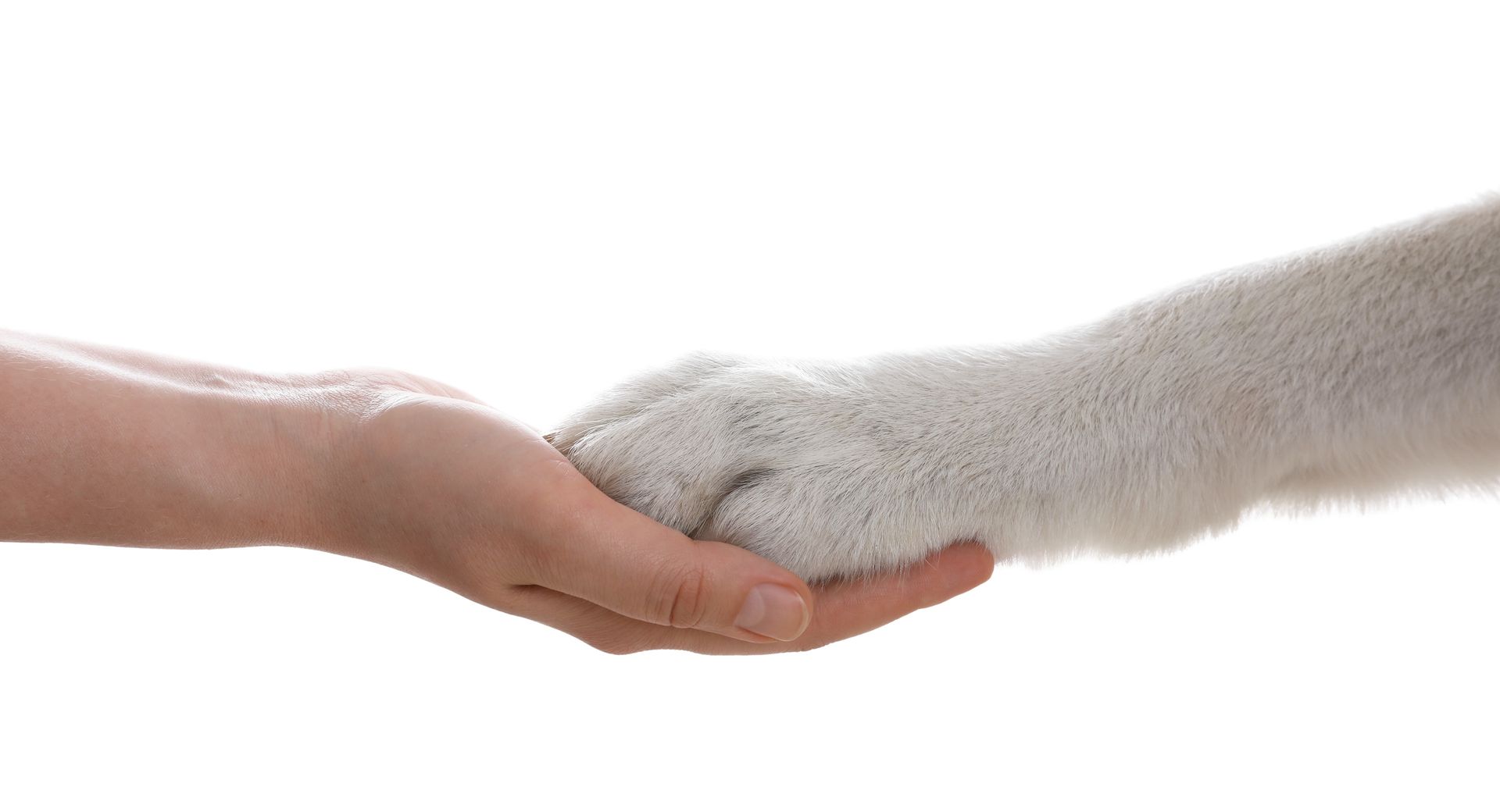 Ein Tierarzt verabreicht einem Hund während einer Untersuchung eine Spritze.