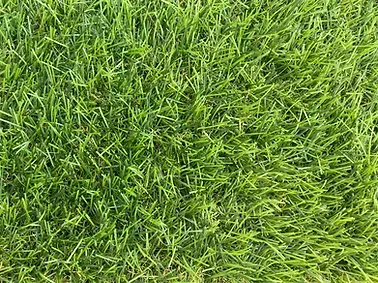 Un primer plano de un exuberante campo de hierba verde.