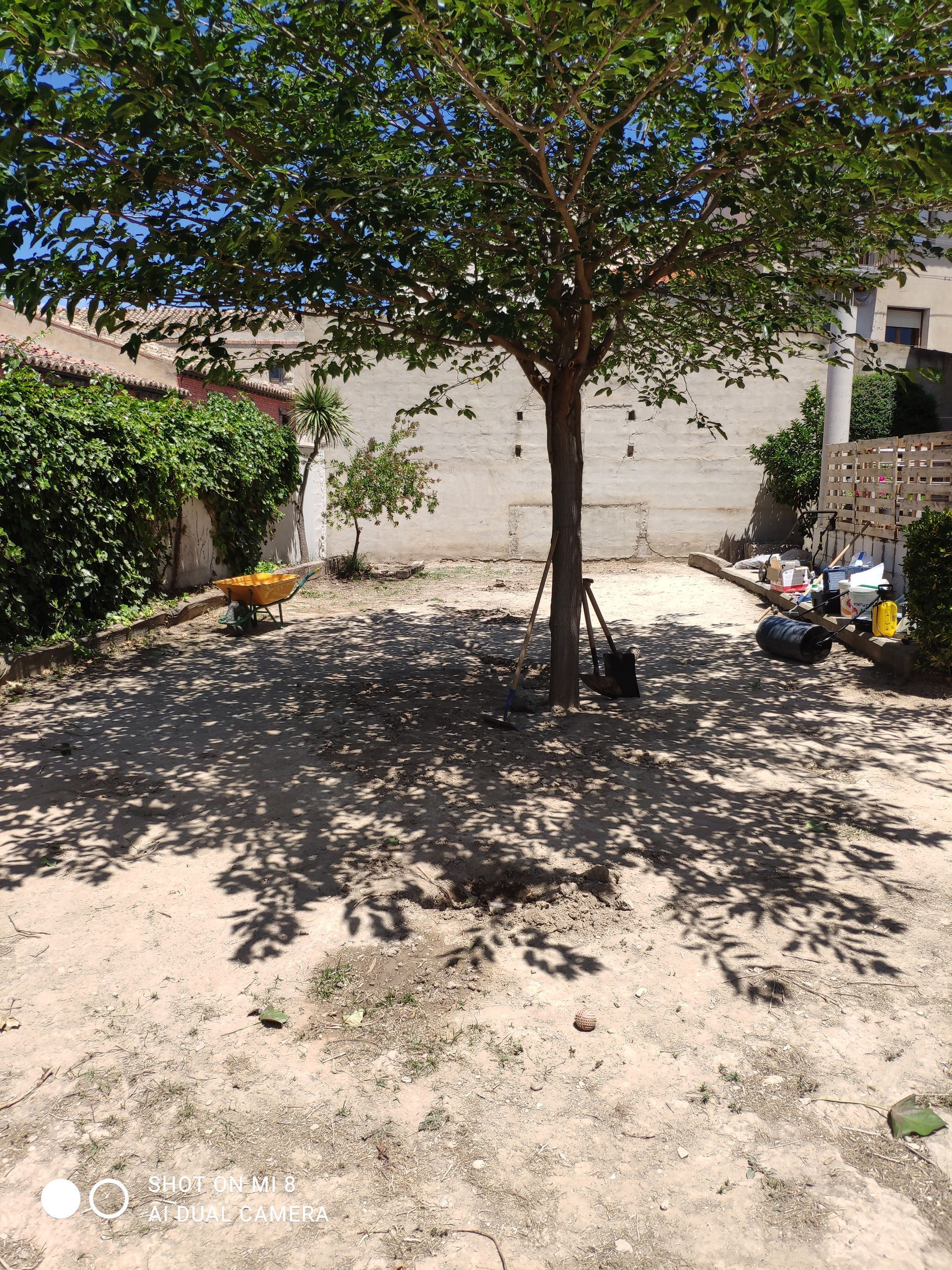 Hay un árbol en el medio de un campo de tierra.