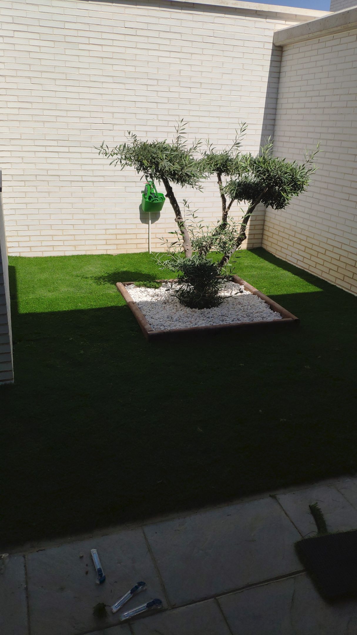 Hay un pequeño árbol en el medio de la hierba.