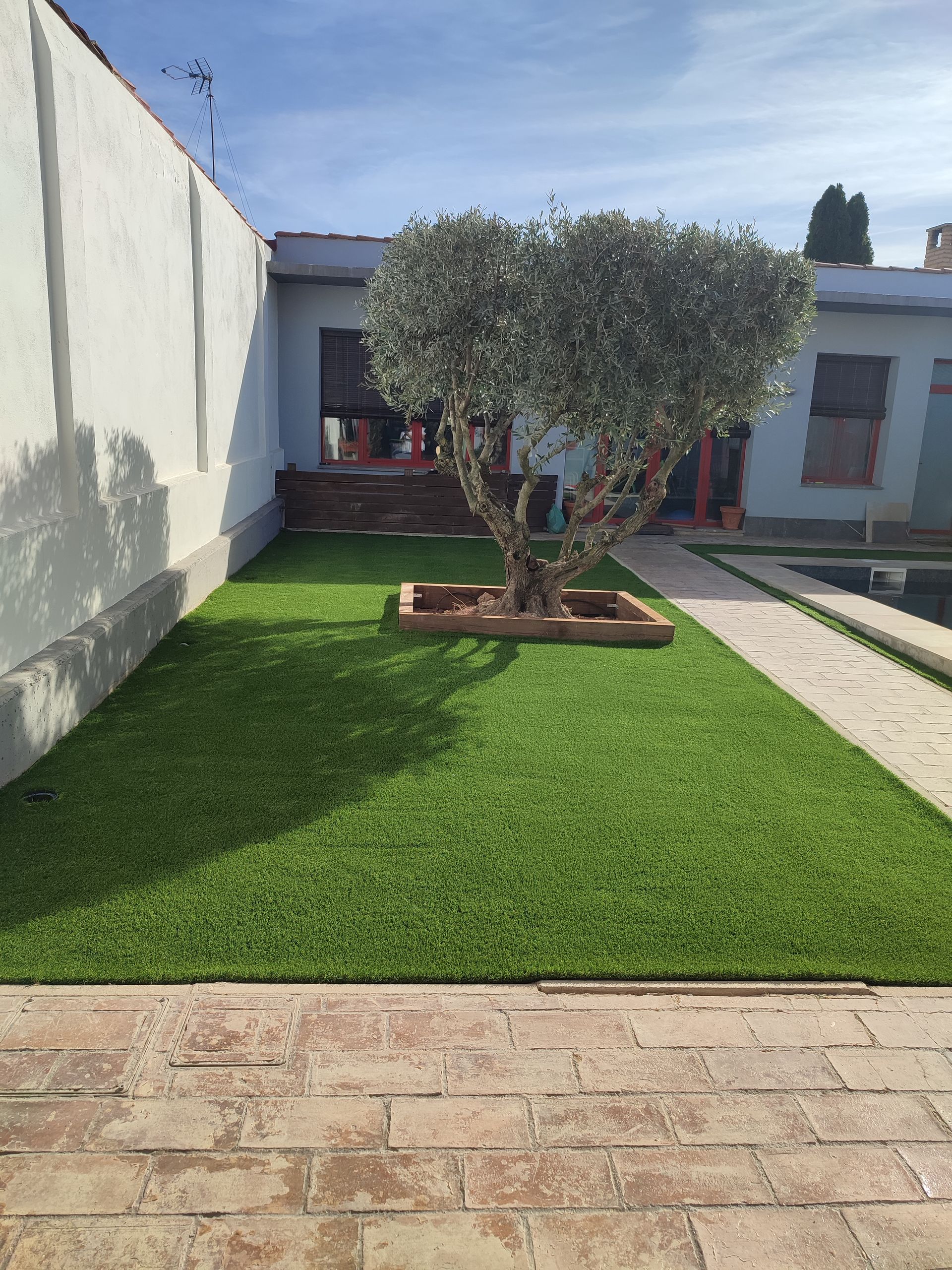 Hay un árbol en medio del césped del patio trasero.