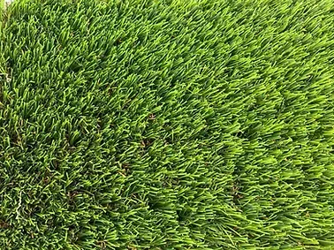 Un primer plano de un exuberante campo de hierba verde.