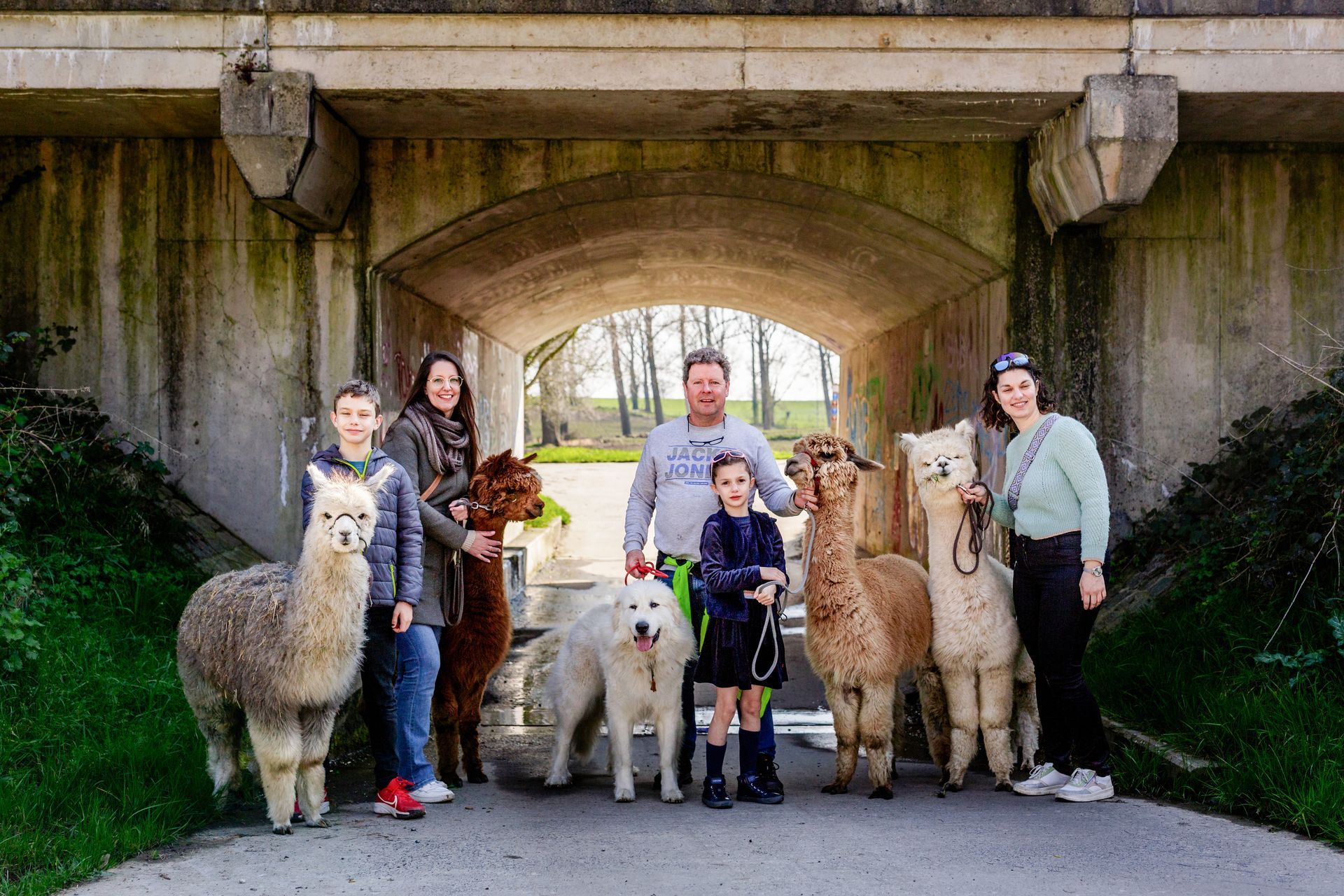 Alpaca Bambrugge formules