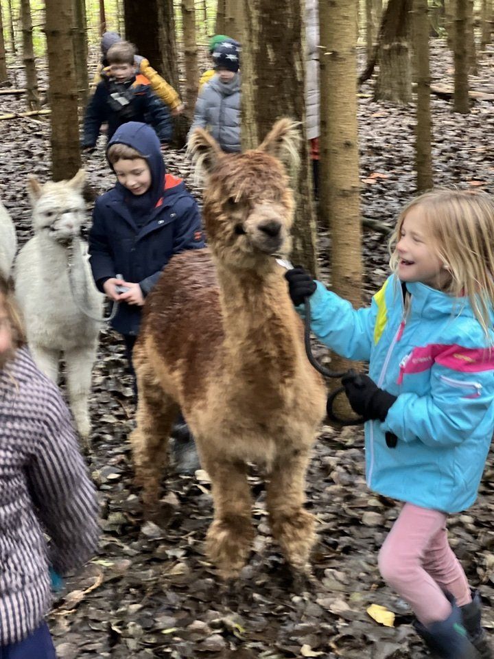 Alpaca fun