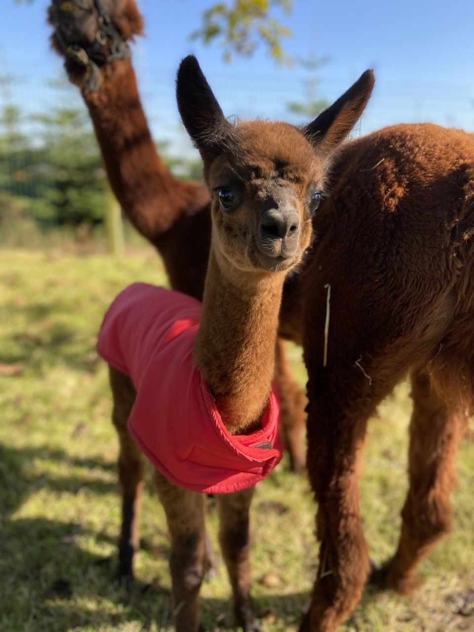 Alpaca moeder en kleintje