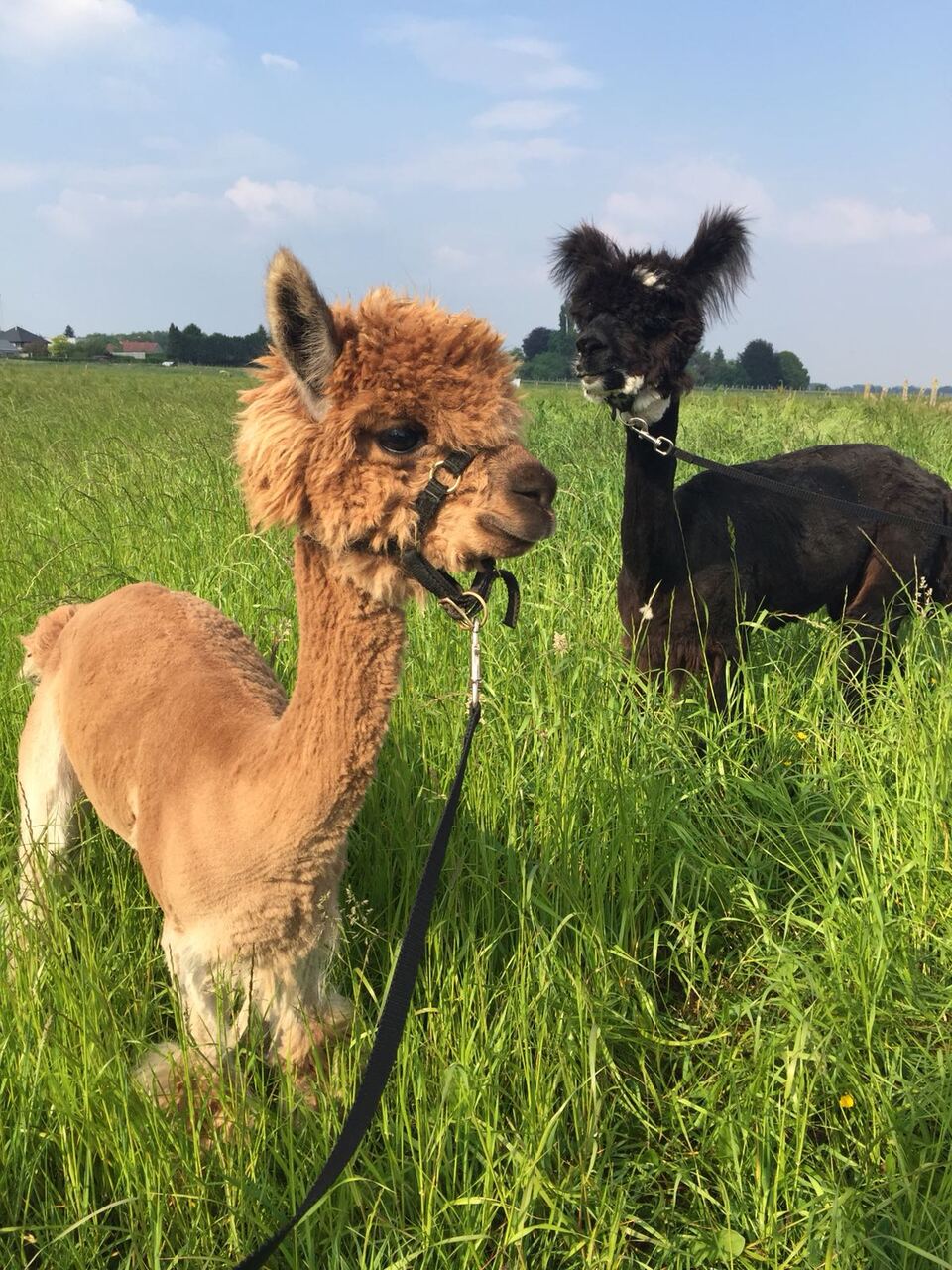 Mini alpaca's