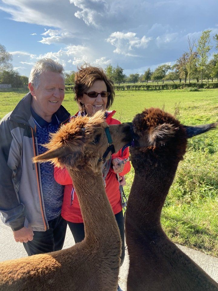 Alpaca kusje