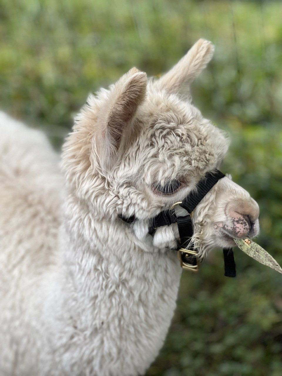 witte Alpaca