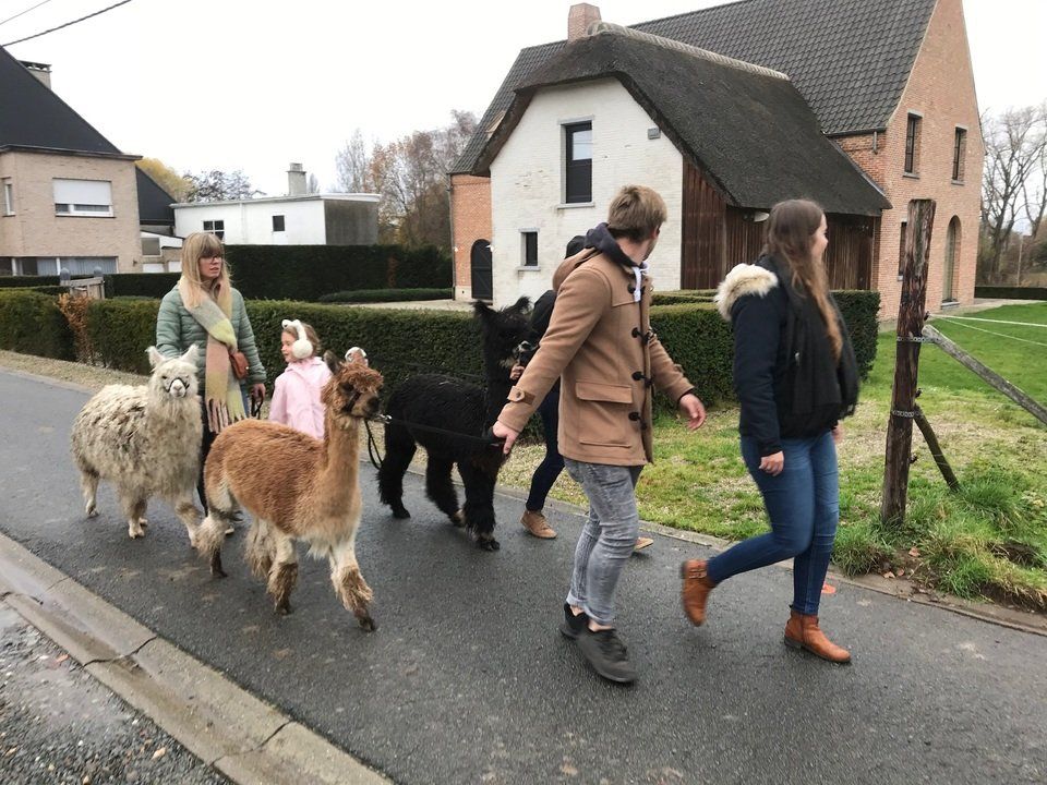 Wandelen met alpaca's in Erpe-Mere