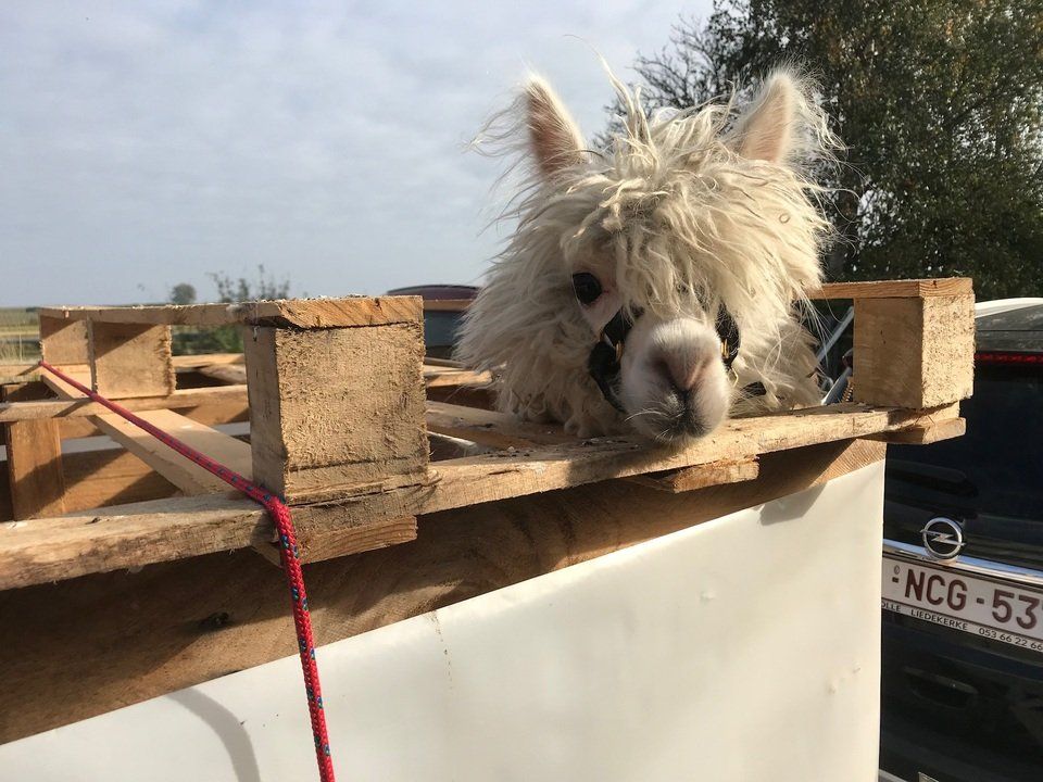 alpaca in stal