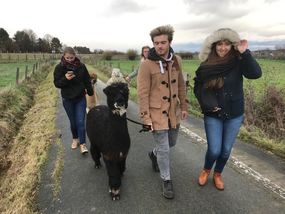alpaca op stap