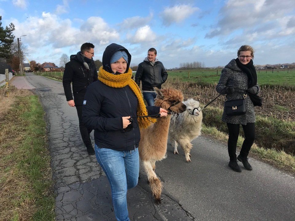 Met alpacas op stap