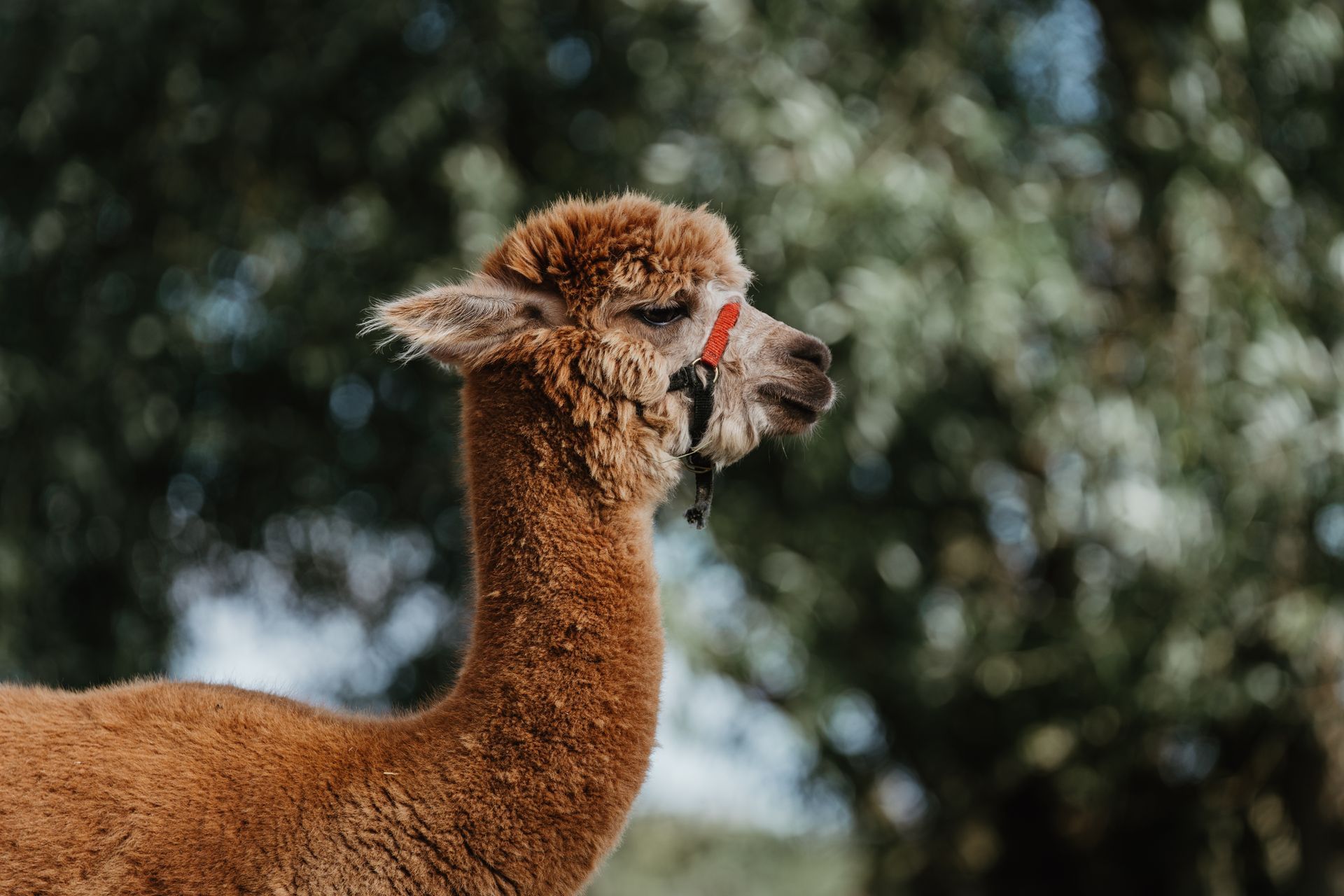 Alpaca Ariël
