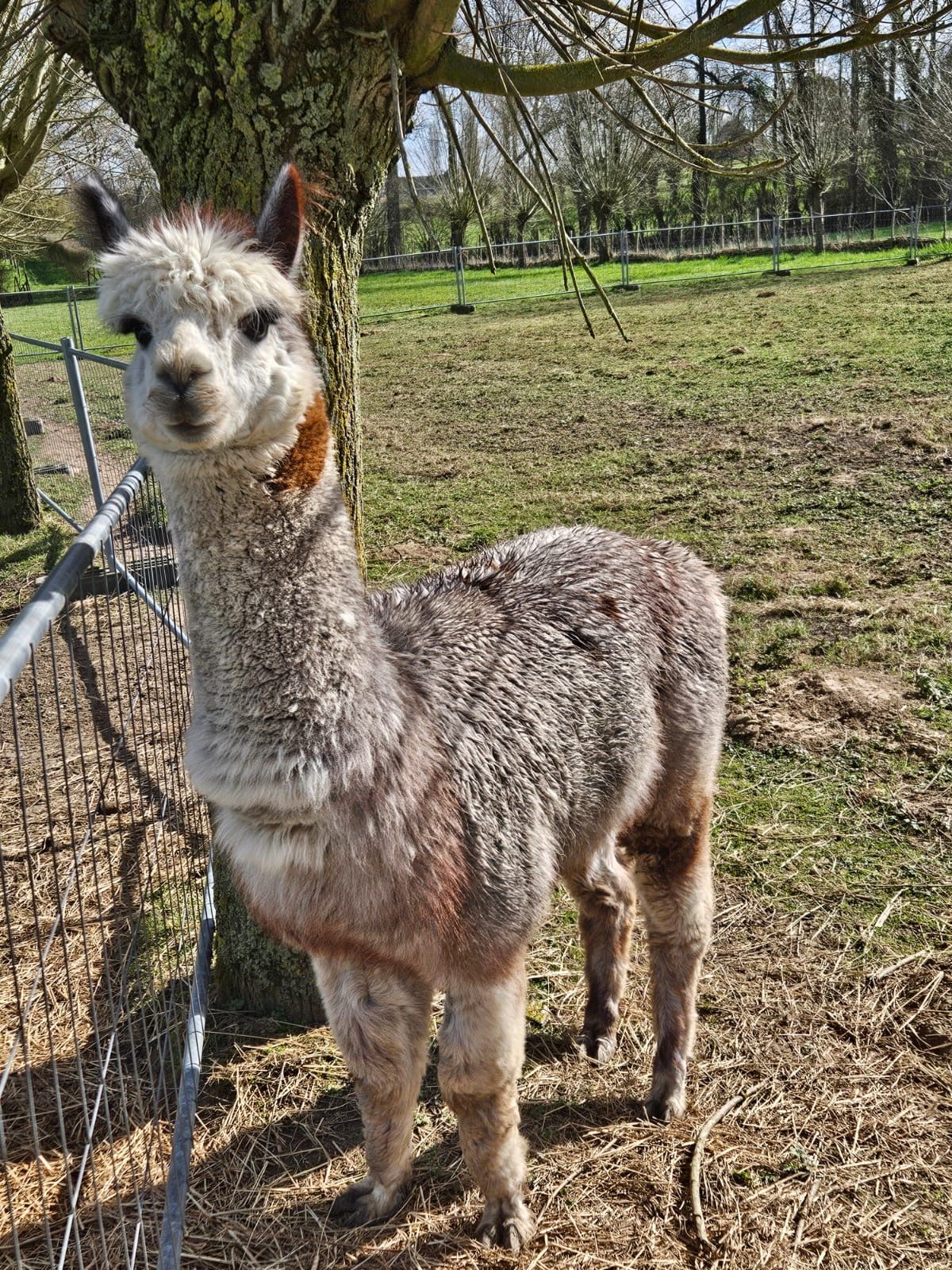 alpaca