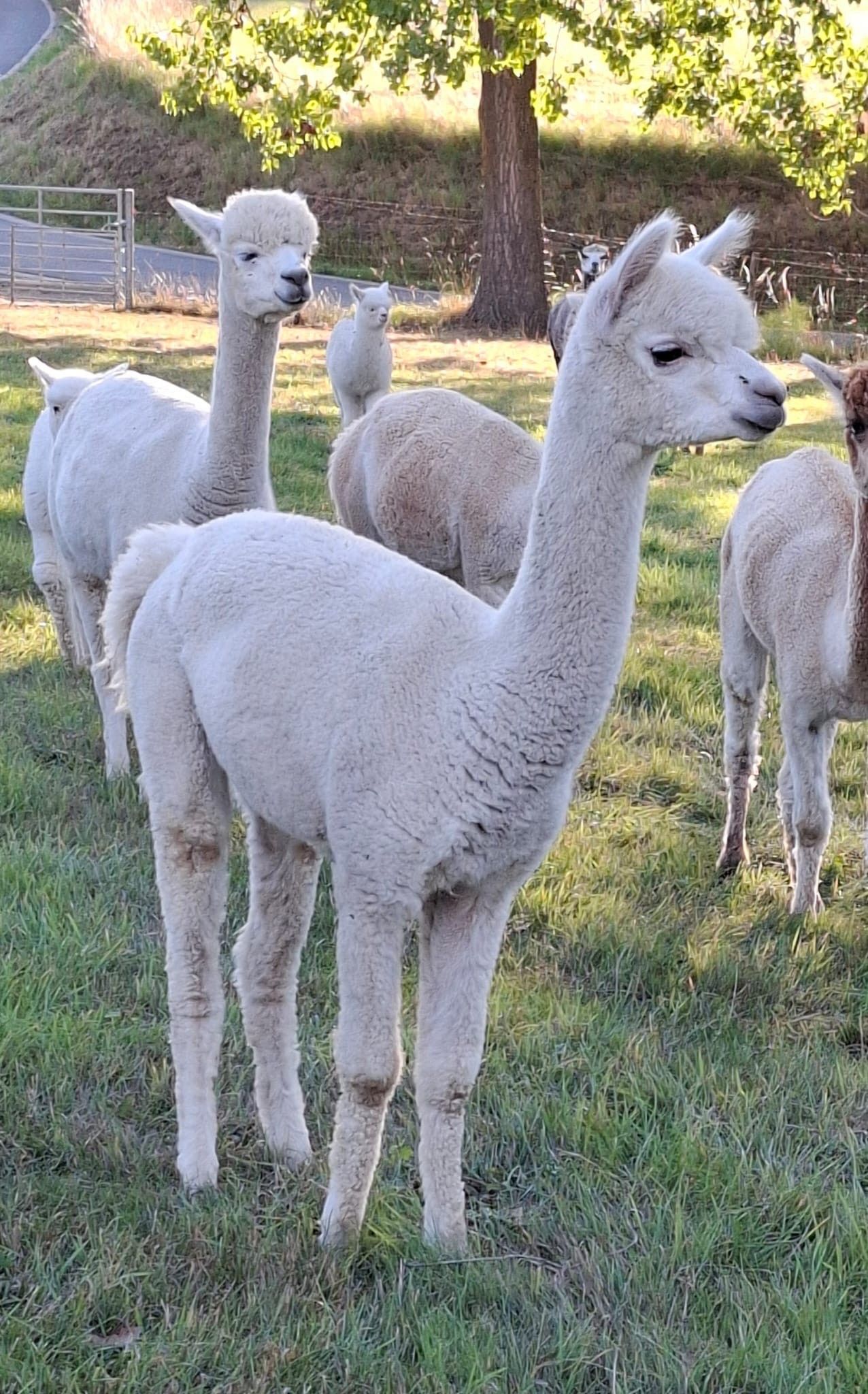 alpaca