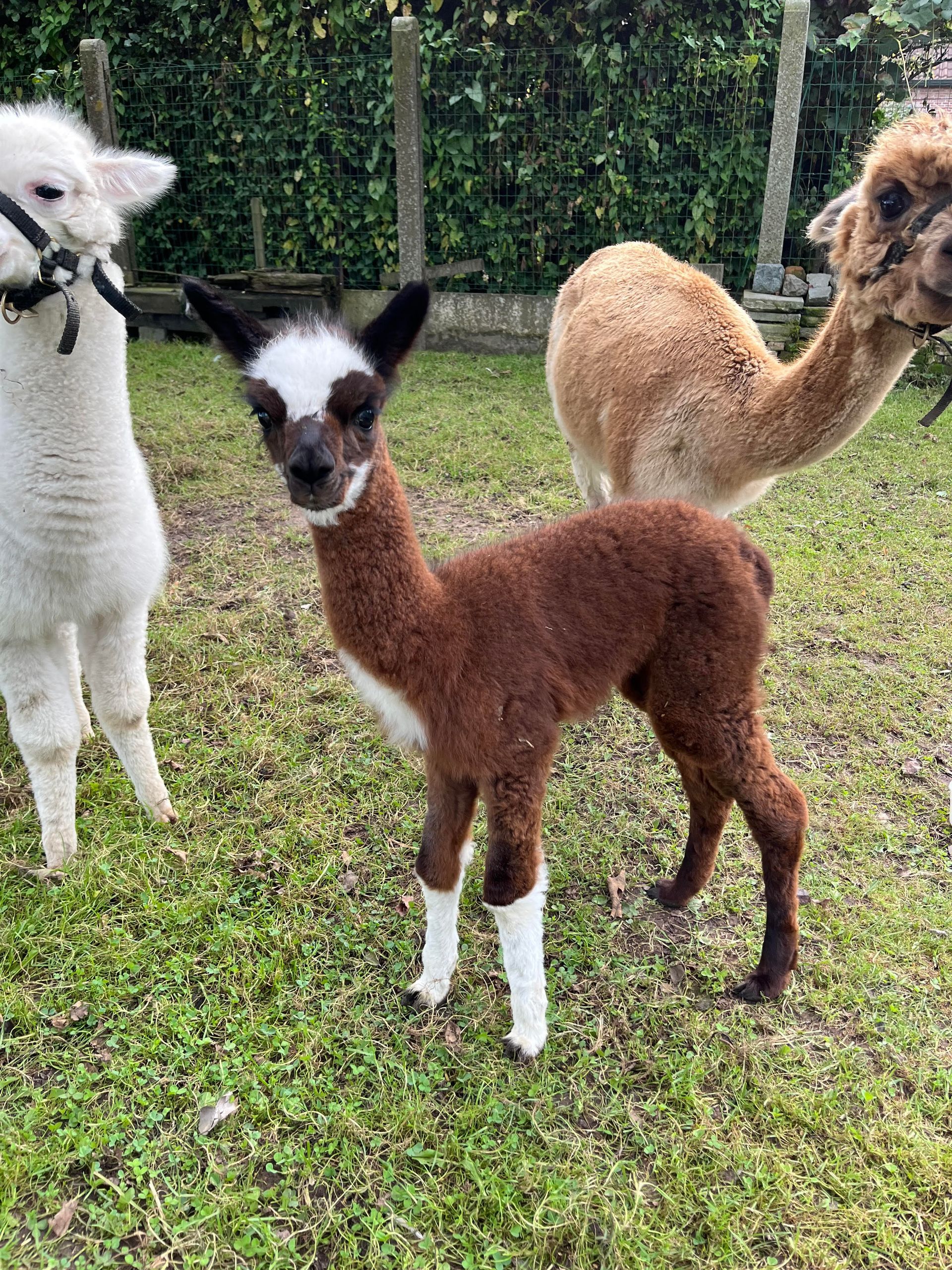 Alpaca Figaro