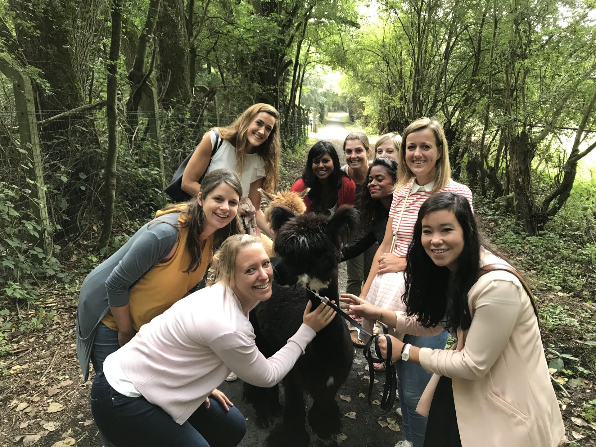 Alpaca Bambrugge formules