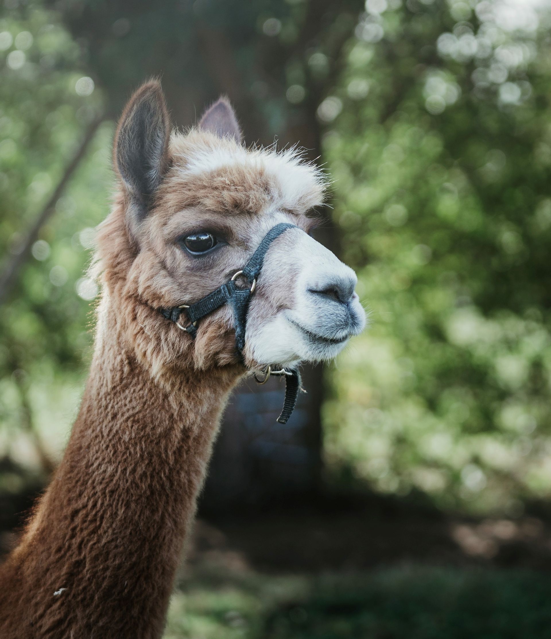 Pacao & Kuzco